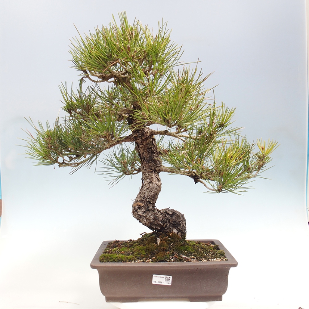 Kültéri bonsai - Pinus thunbergii - Thunberg fenyő