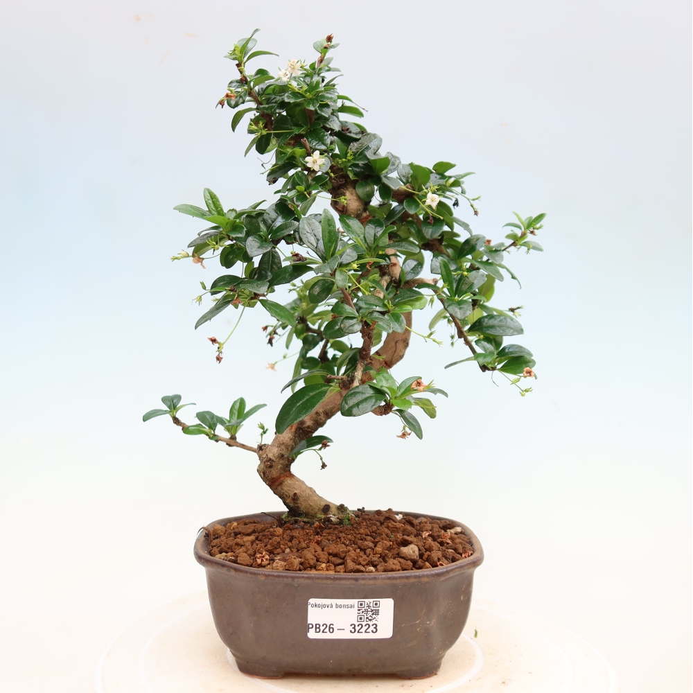 Szobai bonsai - Carmona macrophylla - Tea fuki