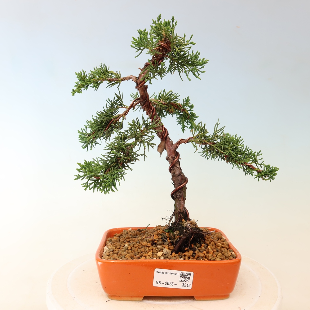 Kültéri bonsai - Juniperus chinensis Kishu