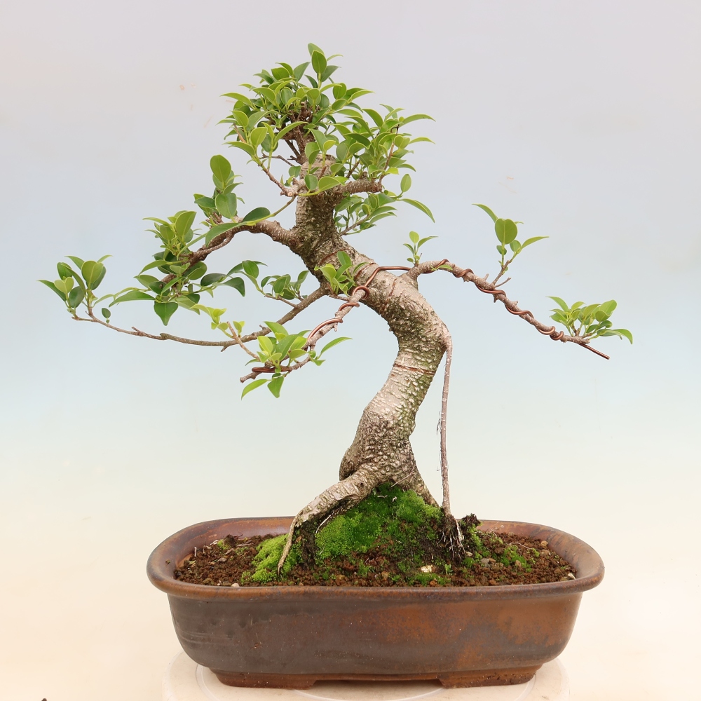 Szobai bonsai - Ficus kimmen - kislevelű fikusz