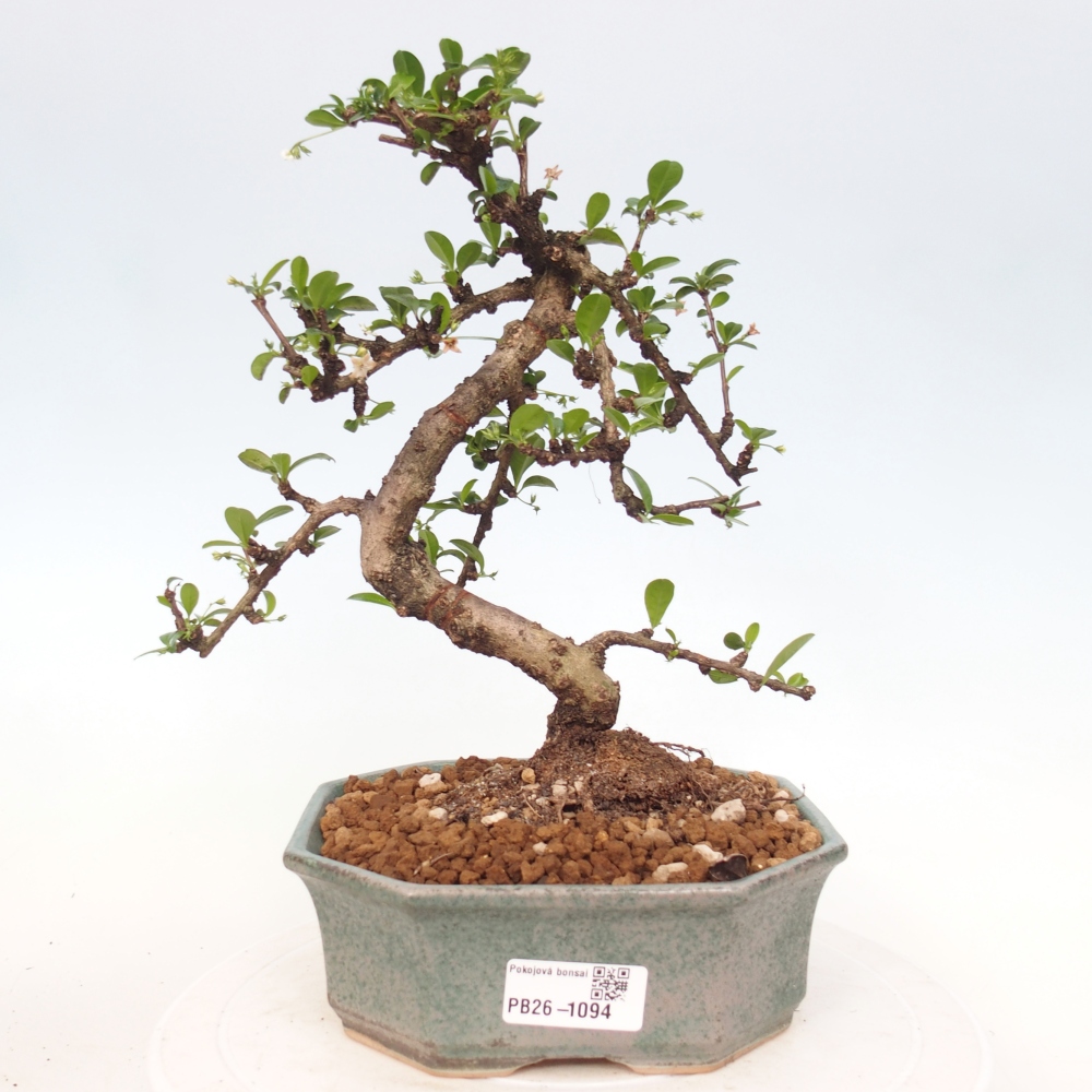 Szobai bonsai - Carmona macrophylla - Tea fuki