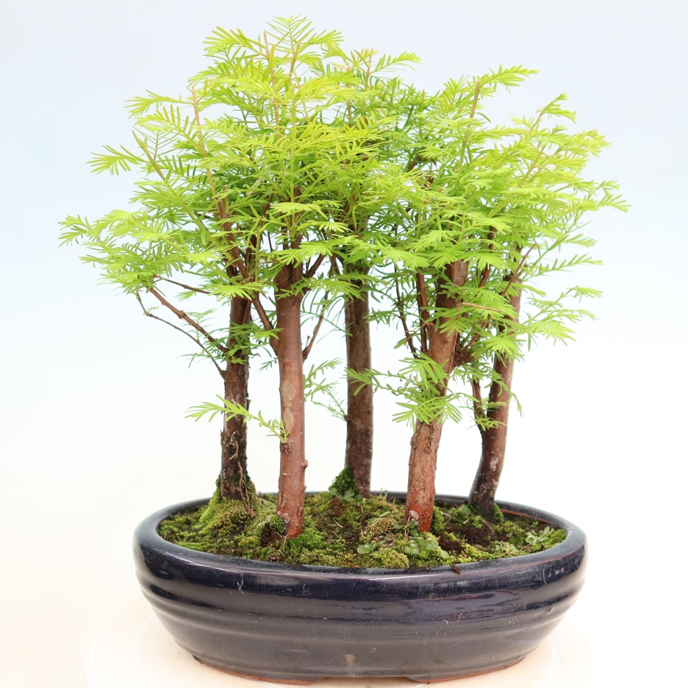 Kültéri bonsai – Metasequoia glyptostroboides – kínai metasequoia – kis erdő