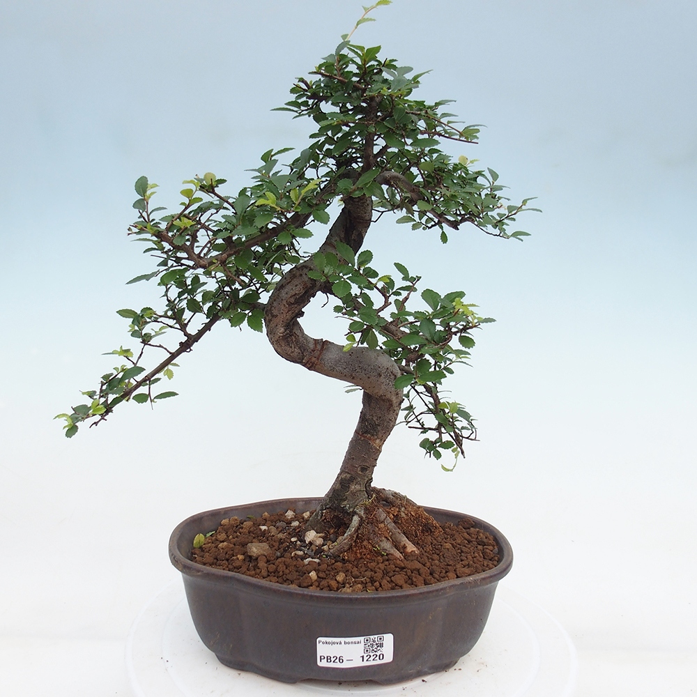 Szobai bonsai - Ulmus parvifolia - Kislevelű szilfa
