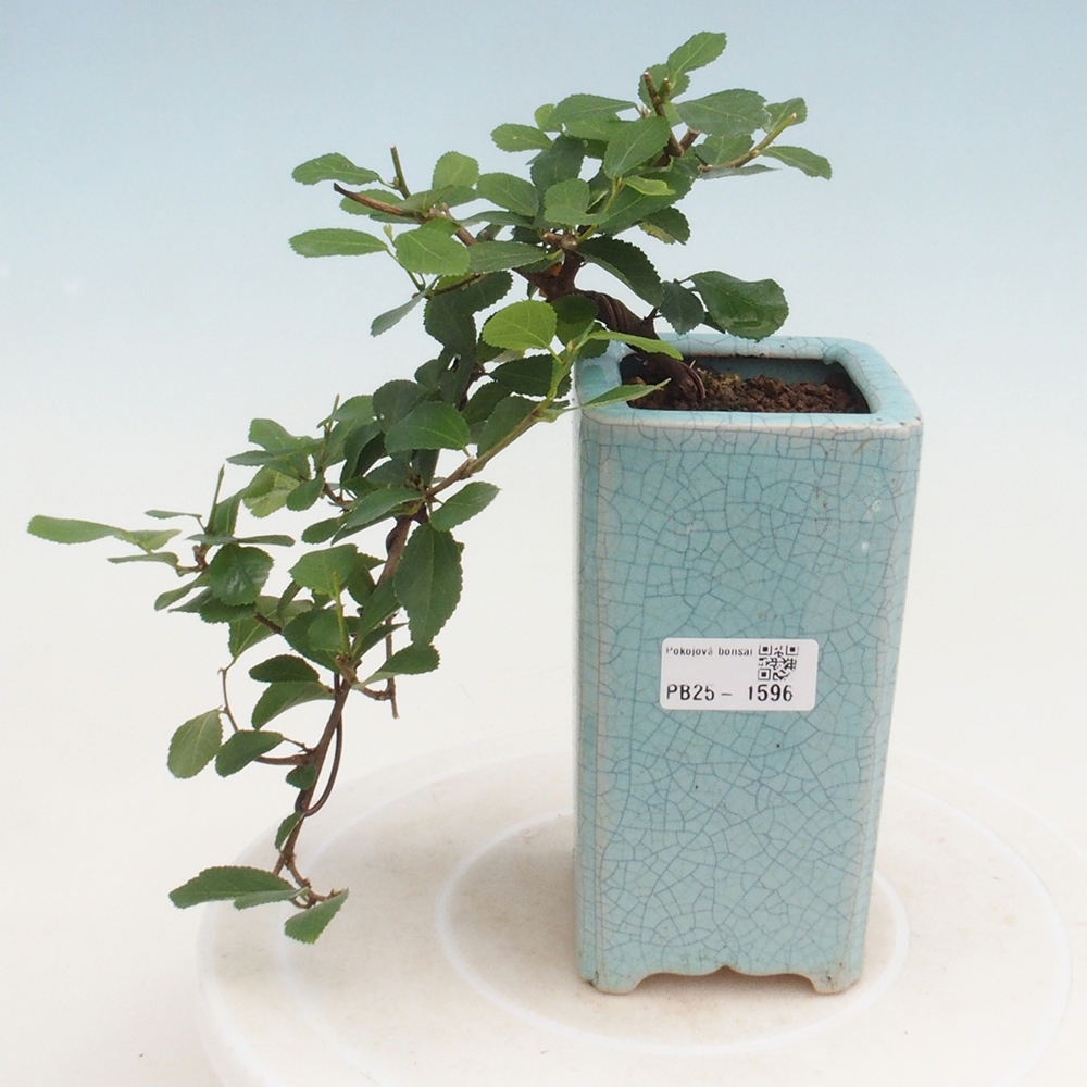 Beltéri bonsai - Grewia occidentalis - Levendula csillaghal