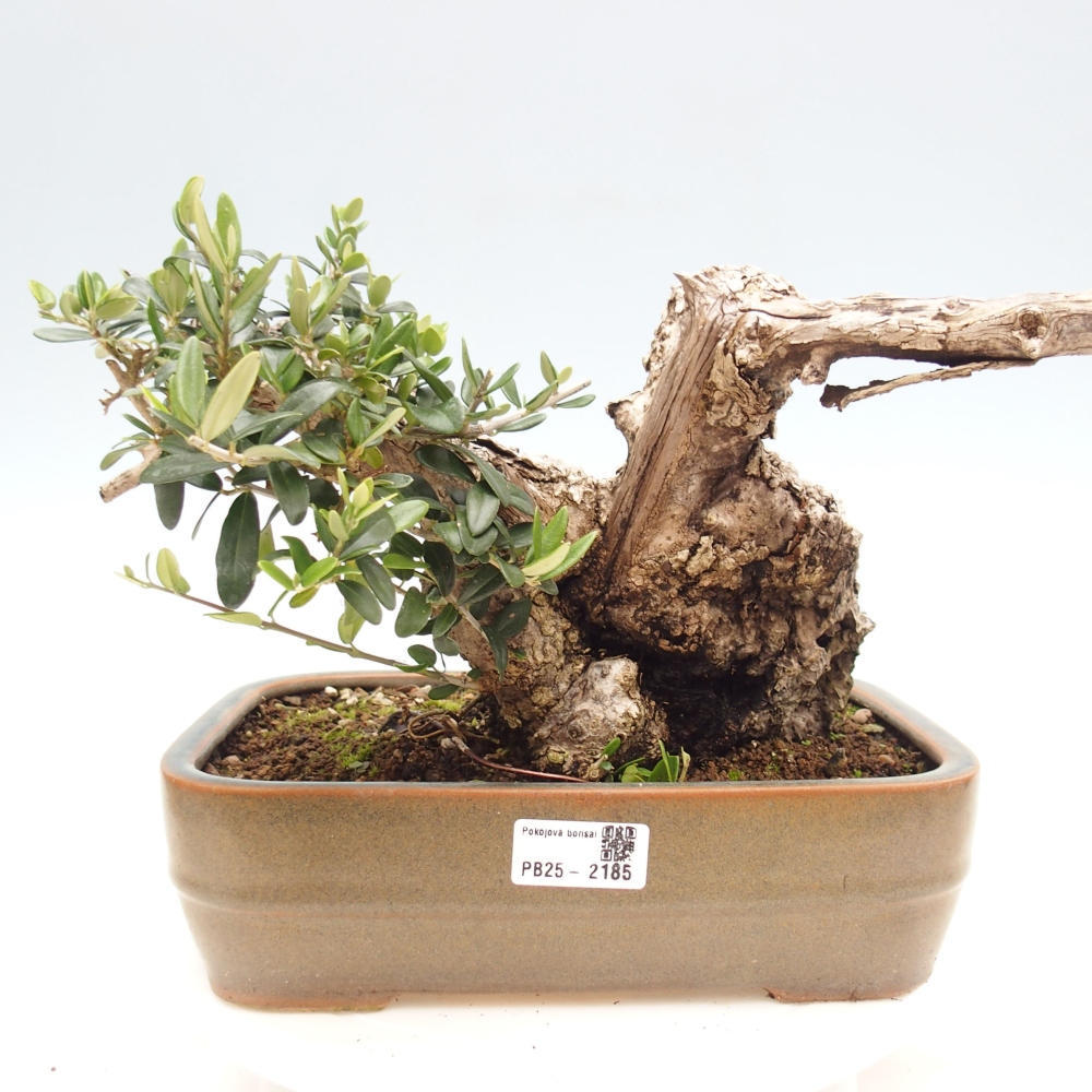 Beltéri bonsai - Olea europaea sylvestris
