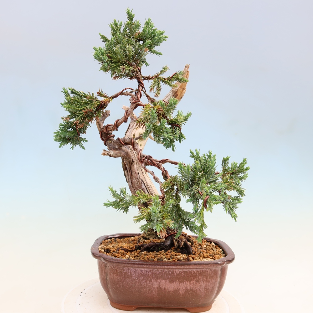 Kültéri bonsai – Juniperus squamata – Pikkelyes boróka