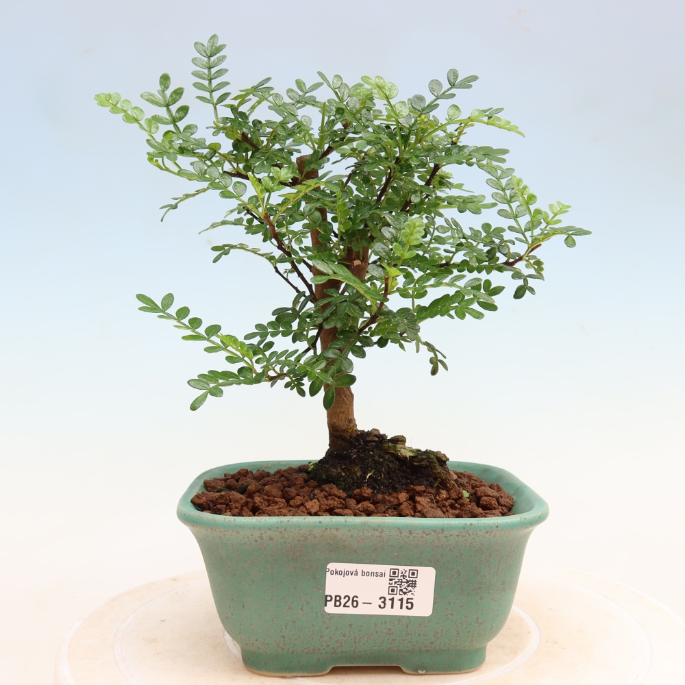 Szobai bonsai - Zantoxylum piperitum - borsfa