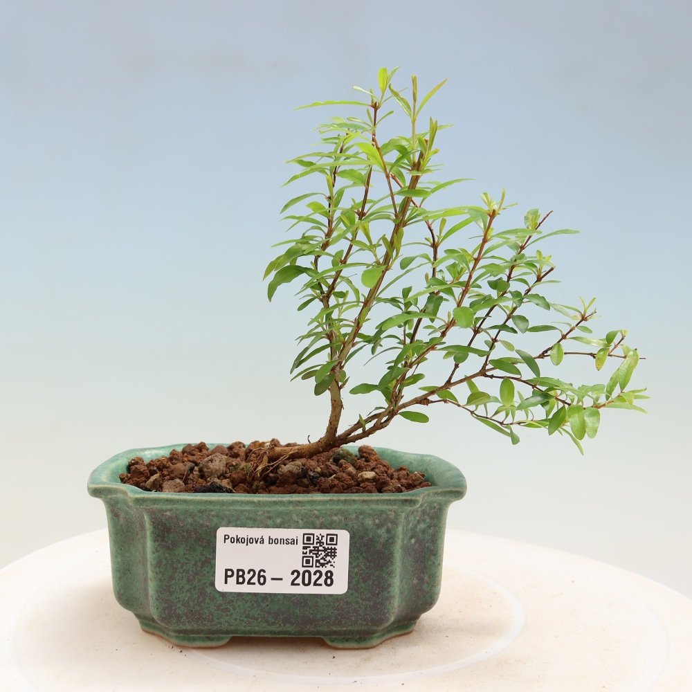 Szobai bonsai-PUNICA granatum nana-gránátalma