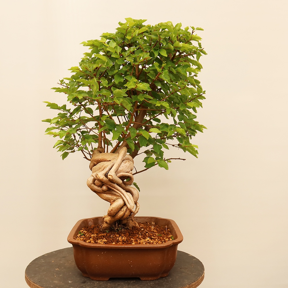 Kültéri bonsai -Carpinus Coreana - Koreai gyertyánfa