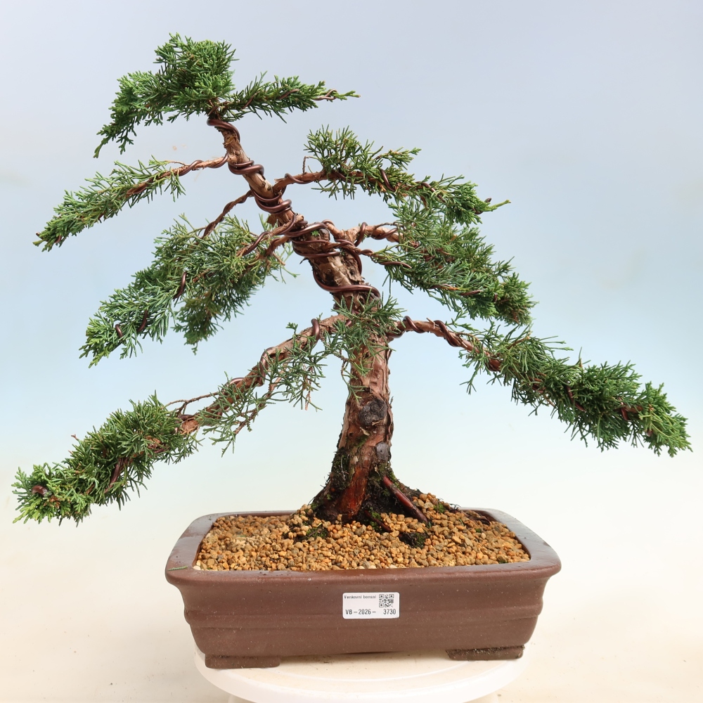 Kültéri bonsai - Juniperus chinensis Kishu