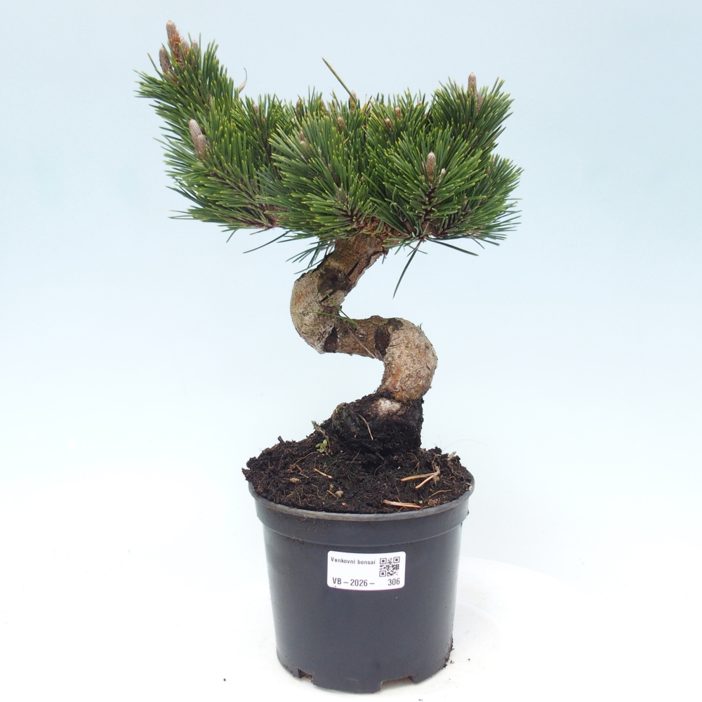 Kültéri bonsai - Pinus thunbergii senjyumaru - Thunberg fenyő