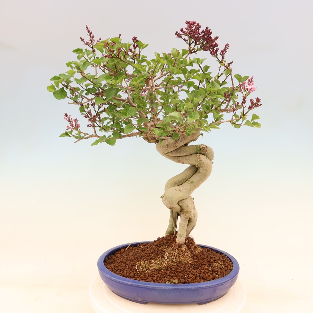 Kültéri bonsai - Syringa microphylla - kisvirágú lila