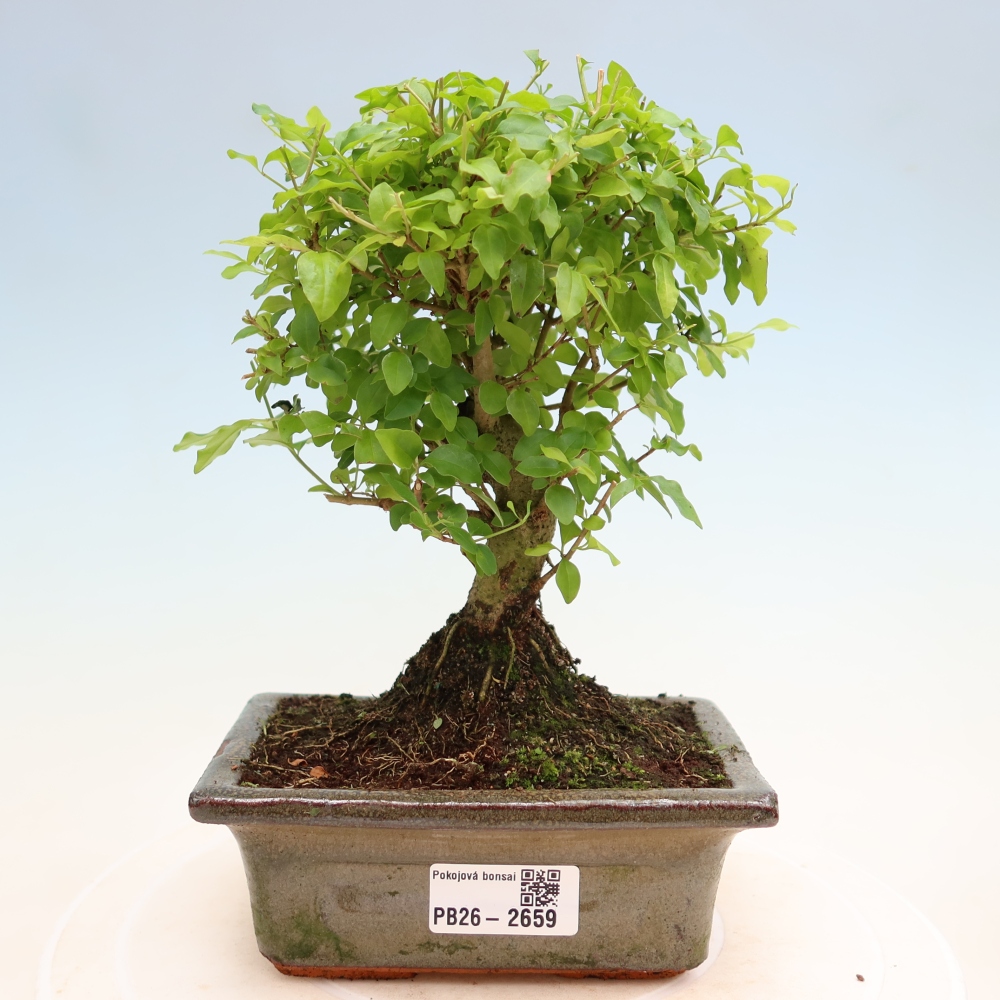 Szobai bonsai -Ligustrum chinensis - Madárcsőr