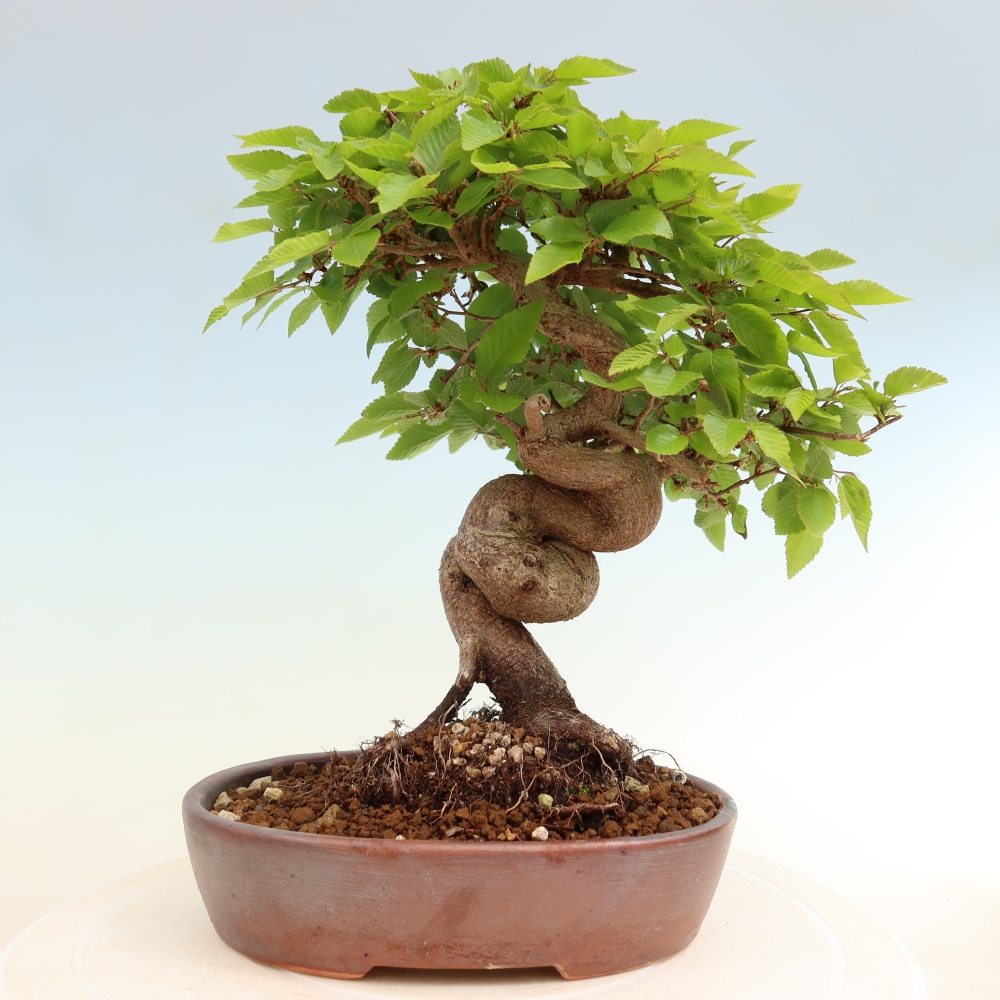 Kültéri bonsai -Carpinus Coreana - Koreai gyertyánfa