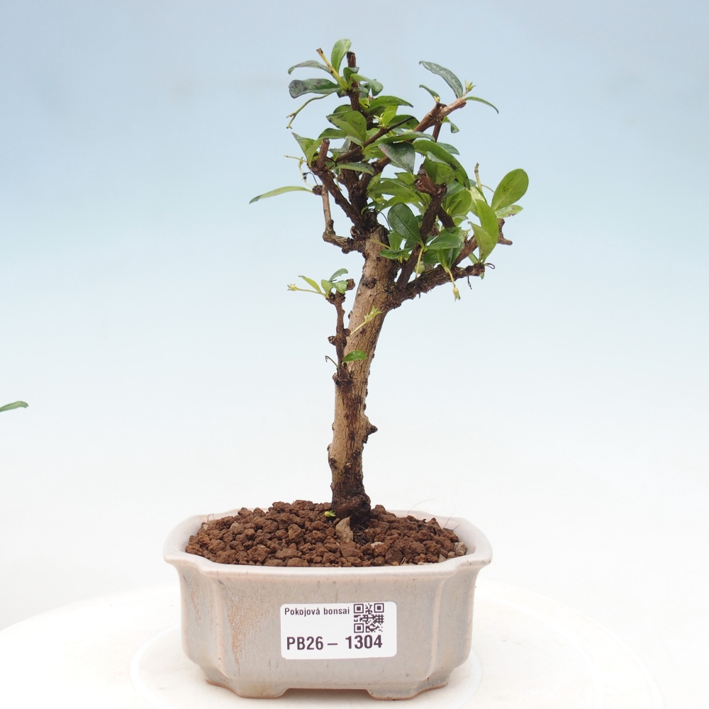 Szobai bonsai - Carmona macrophylla - Tea fuki