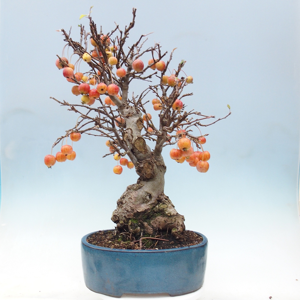 Kültéri bonsai -Malus halliana - Kis gyümölcsű almafa