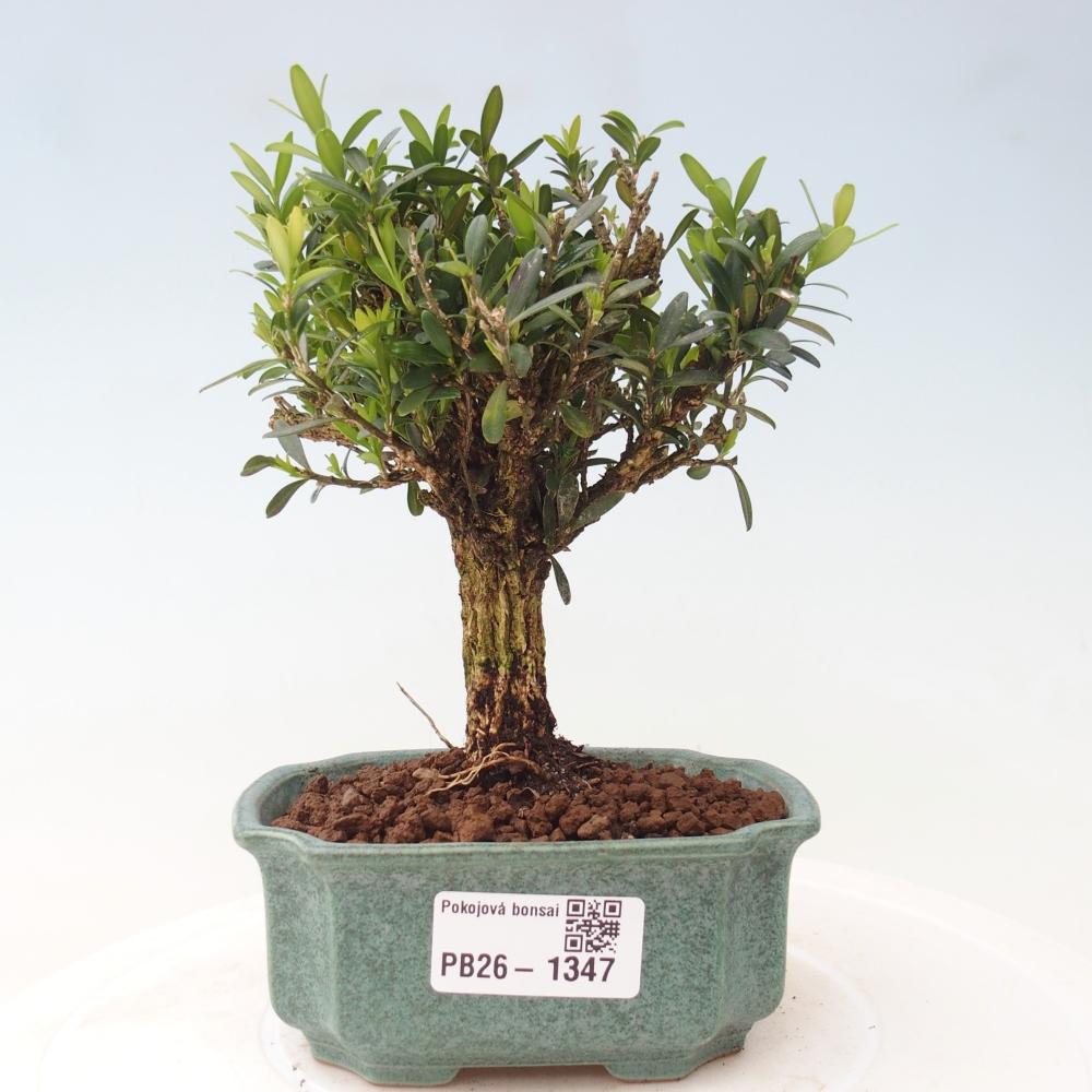 Szobai bonsai - Buxus harlandii - parafa buxus