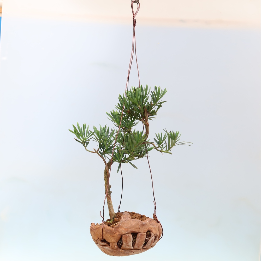 Kokedama kerámiaedényben – Podocarpus – Kőtölgy