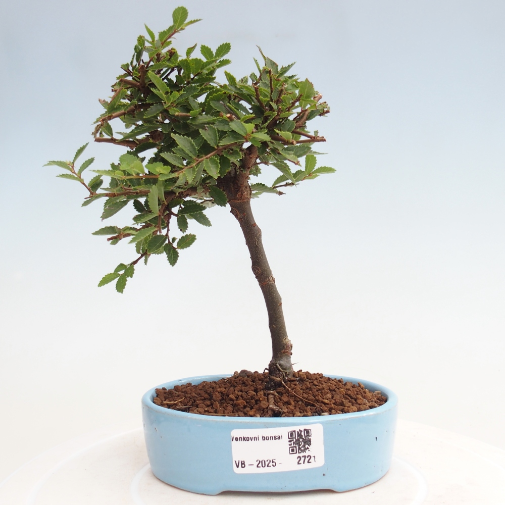 Kültéri bonsai - Ulmus parvifolia Sagei - Kislevelű szilfa