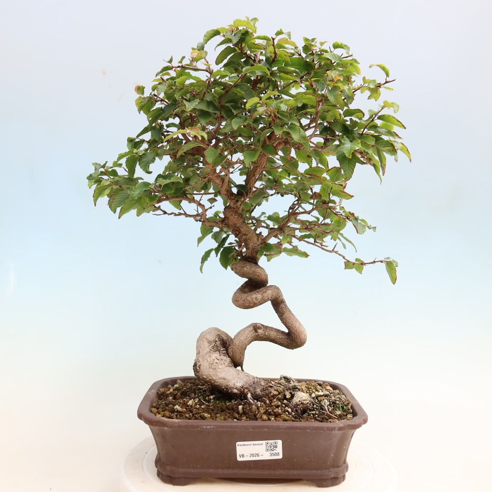 Kültéri bonsai -Carpinus CARPINOIDES - Koreai gyertyánfa