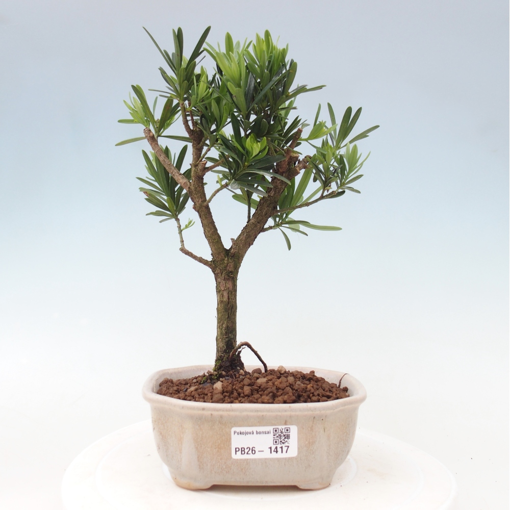 Szobai bonsai - Podocarpus - Kőtiszafa