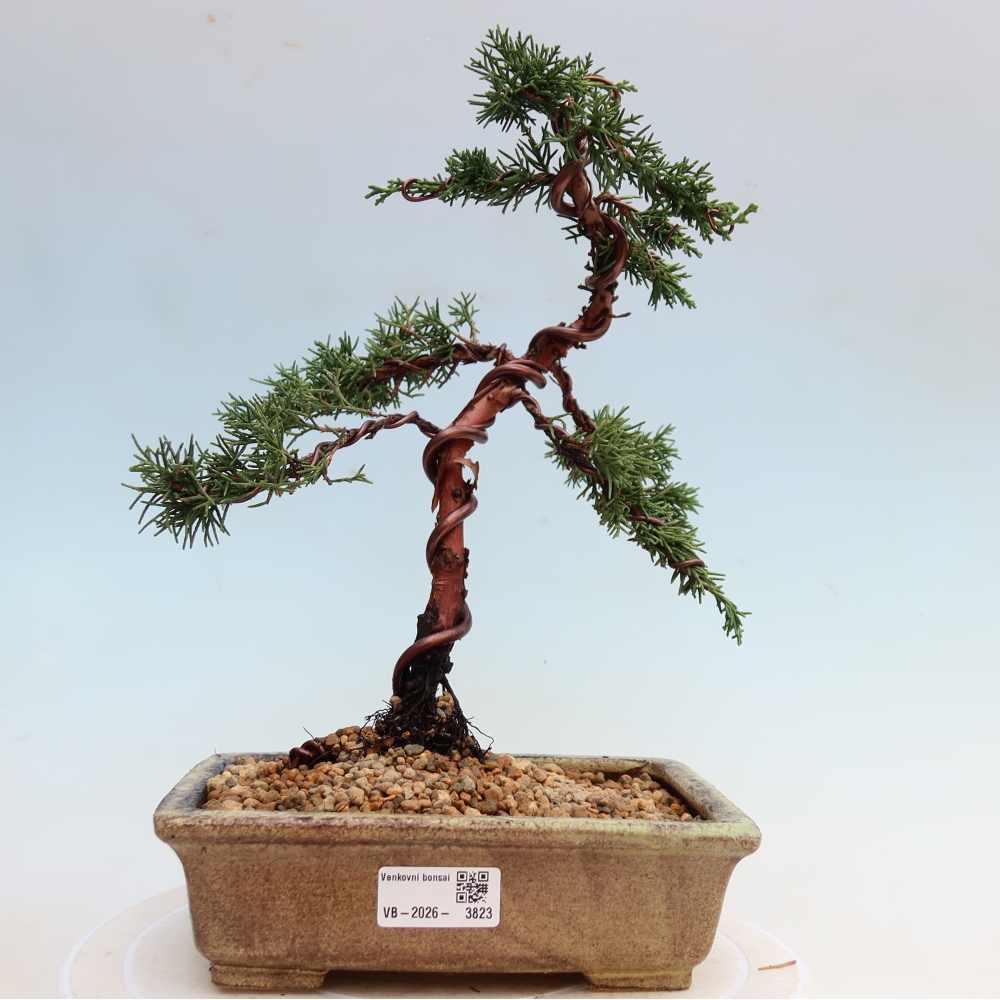 Kültéri bonsai - Juniperus chinensis Kishu