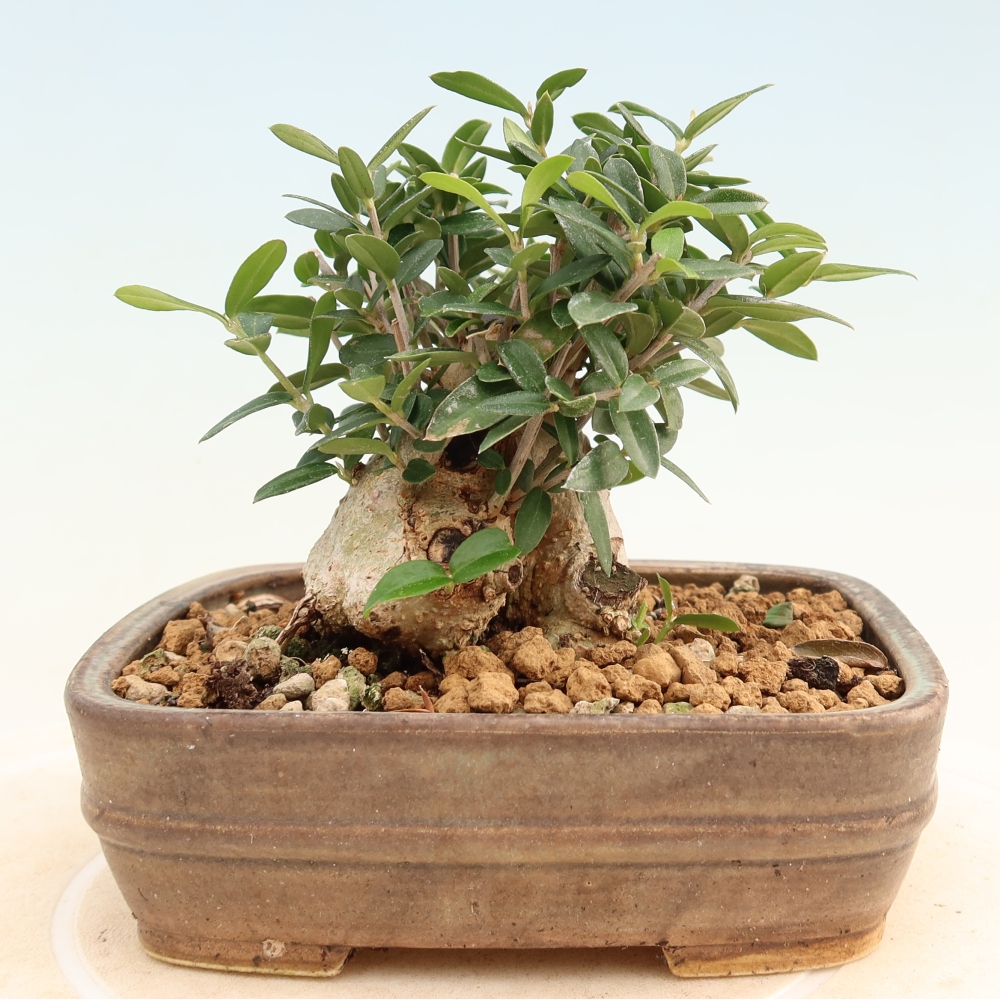 Beltéri bonsai - Olea europaea sylvestris