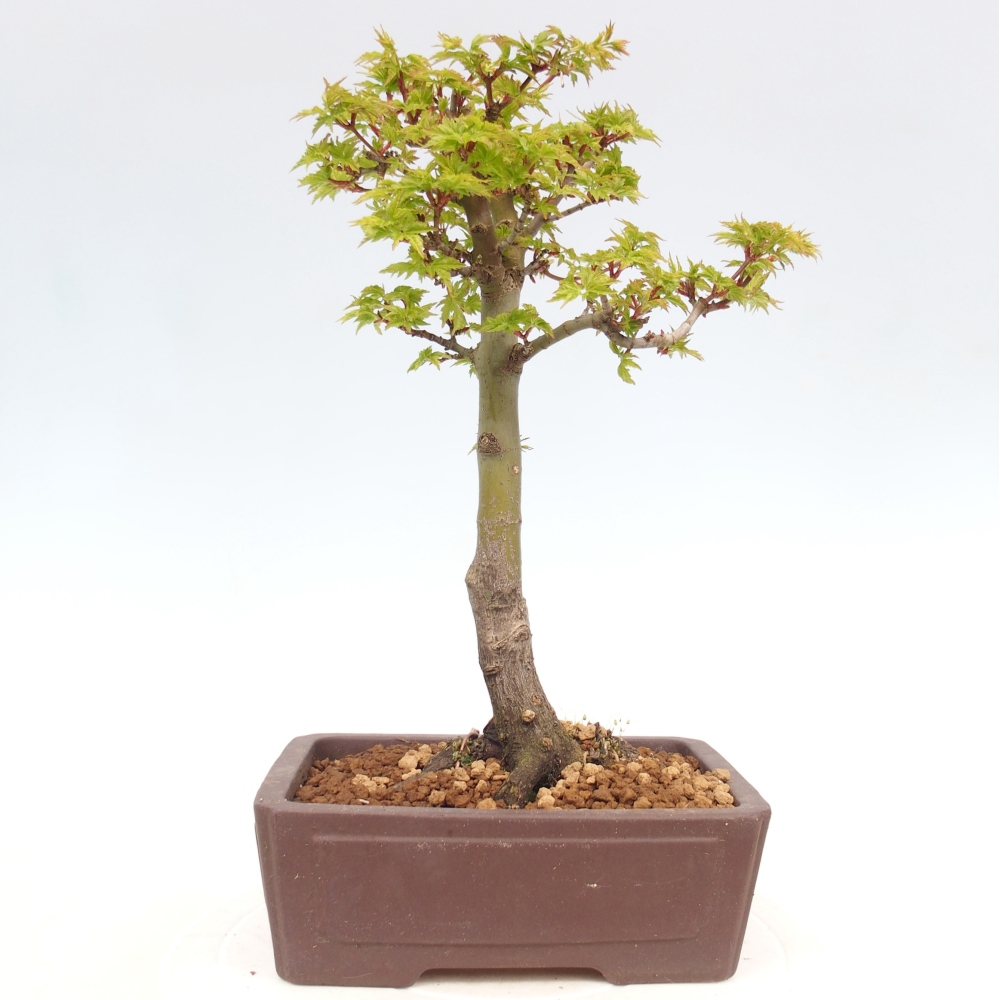 Kültéri bonsai -Javor pálma Acer palmatum Shishigashira