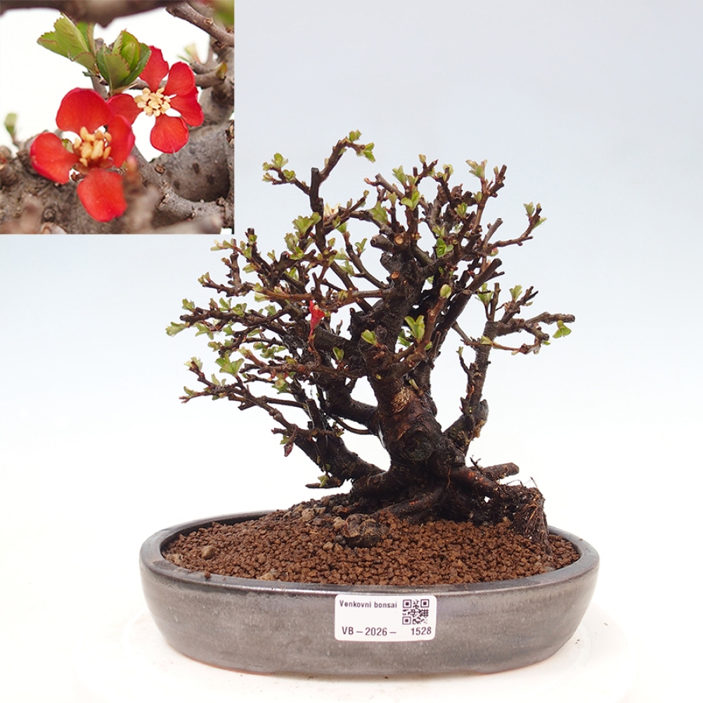 Kültéri bonsai - Chaneomeles speciosa - birs