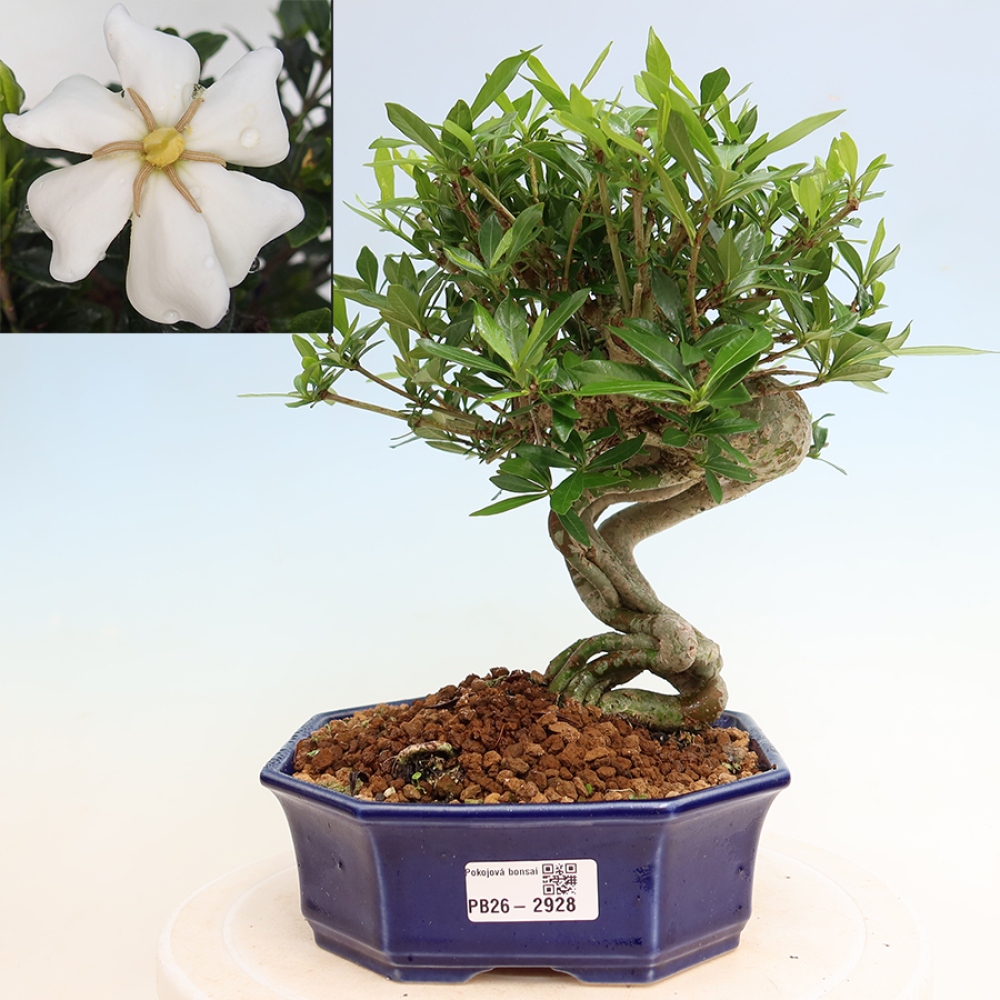 Szobai bonsai - Gardenia jasminoides-Gardenia