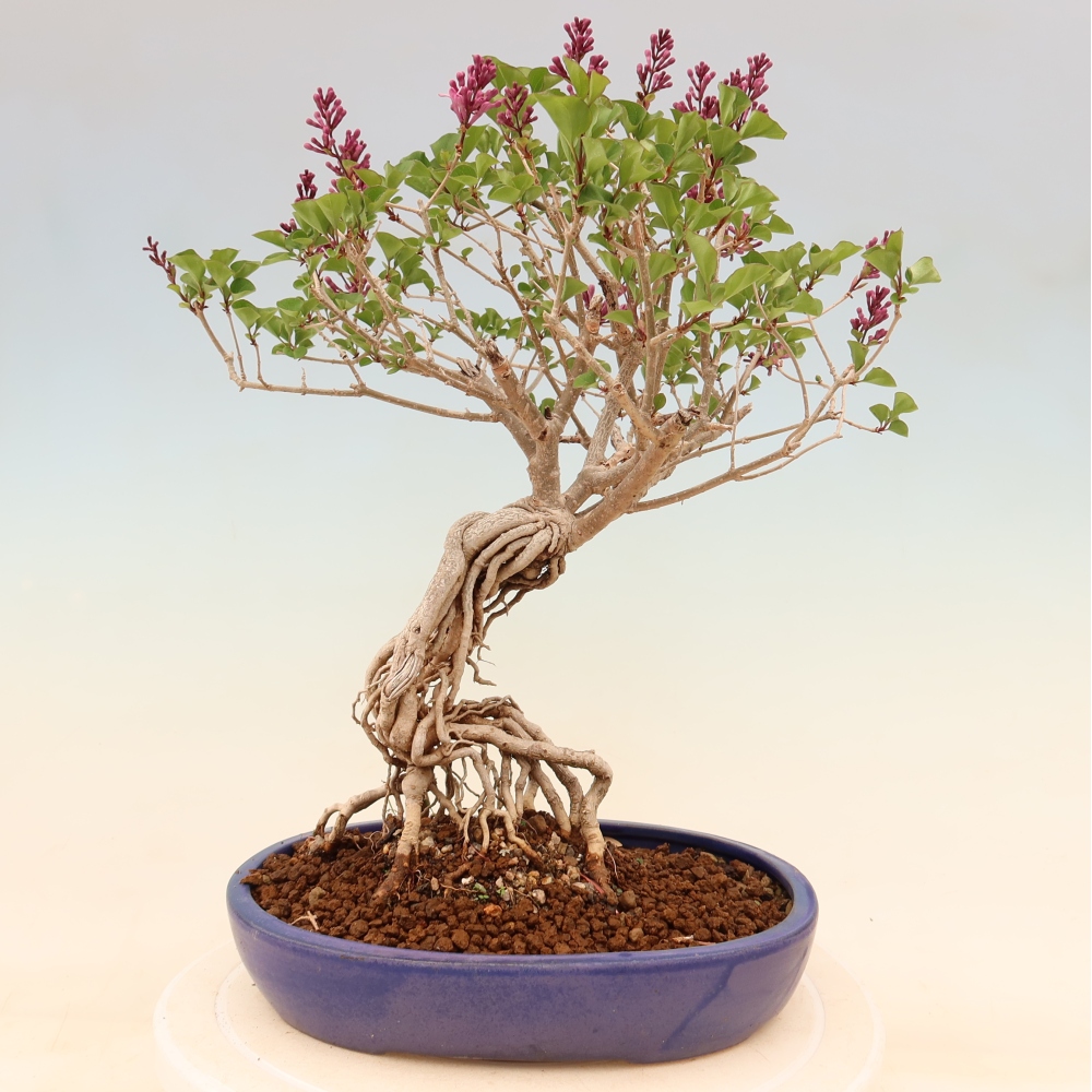 Kültéri bonsai - Syringa microphylla - kisvirágú lila