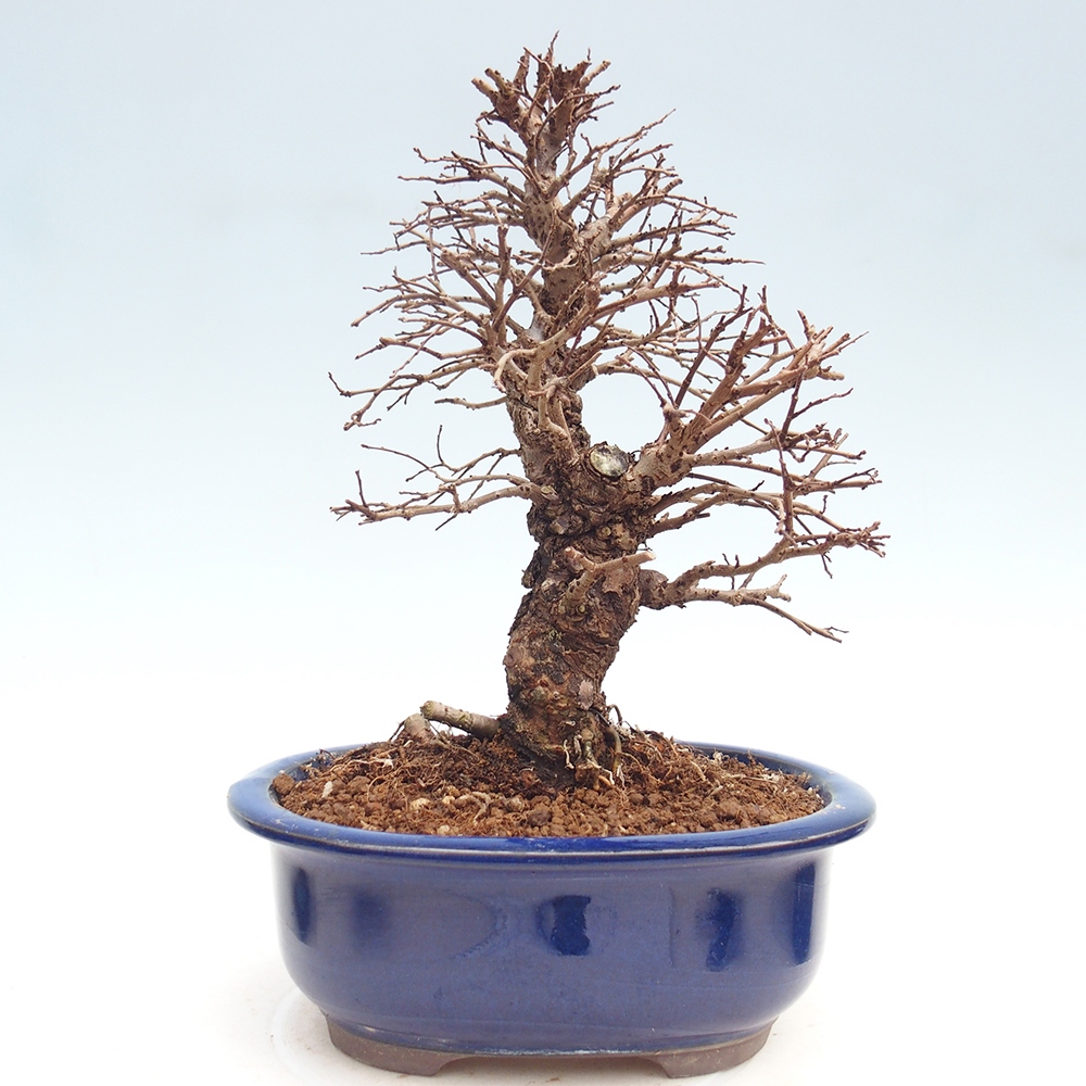 Kültéri bonsai - Zelkova - Zelkova NIRE