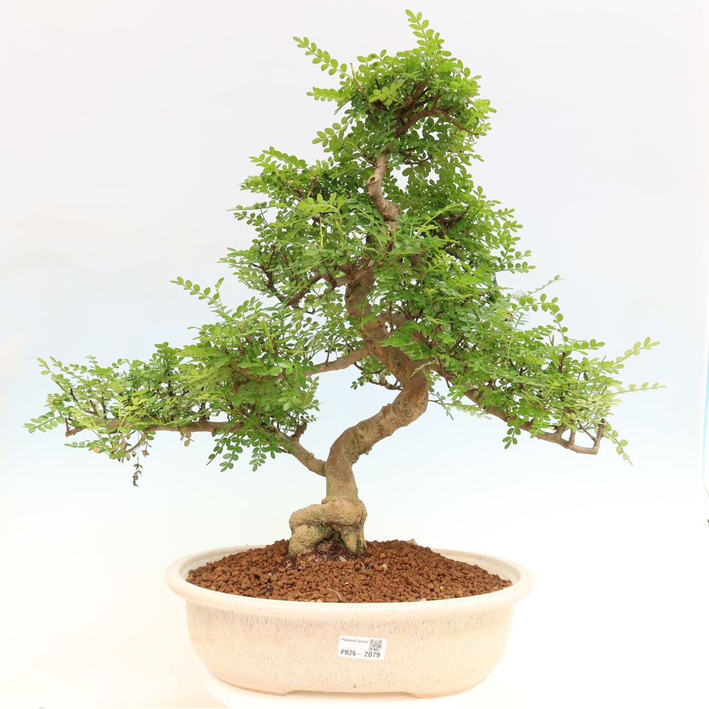 Szobai bonsai - Zantoxylum piperitum - borsfa