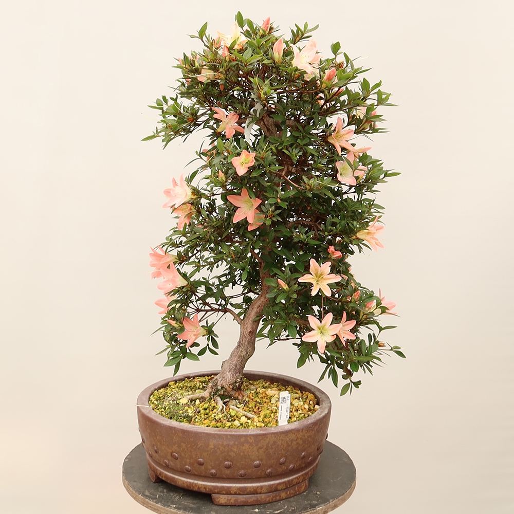 Kültéri bonsai - japán azálea - Azálea CHIHIRO