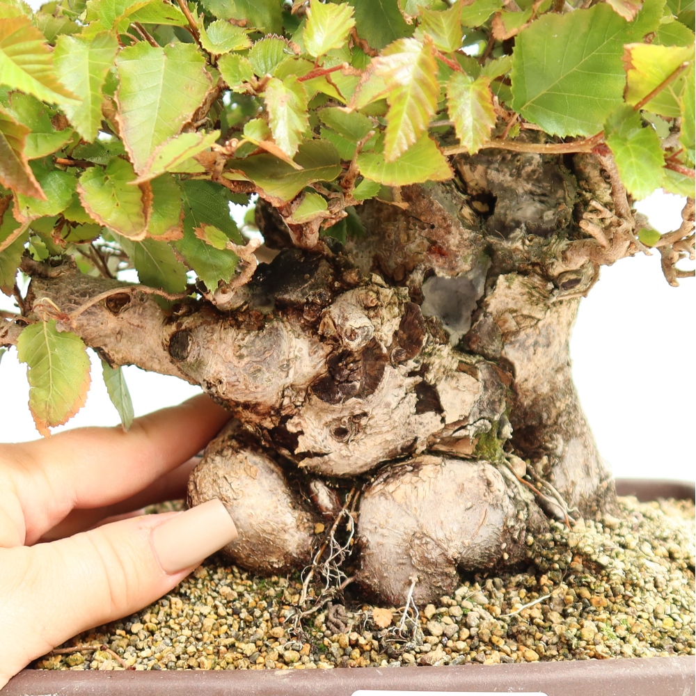 Kültéri bonsai -Carpinus CARPINOIDES - Koreai gyertyánfa