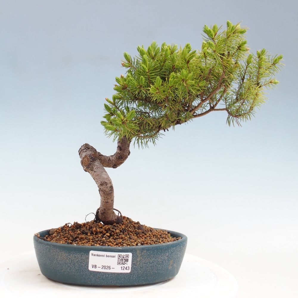 Kültéri bonsai - lucfenyő - Picea glauca globe