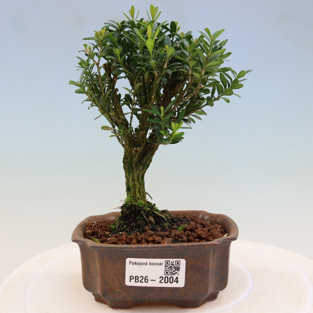 Szobai bonsai - Buxus harlandii - parafa buxus