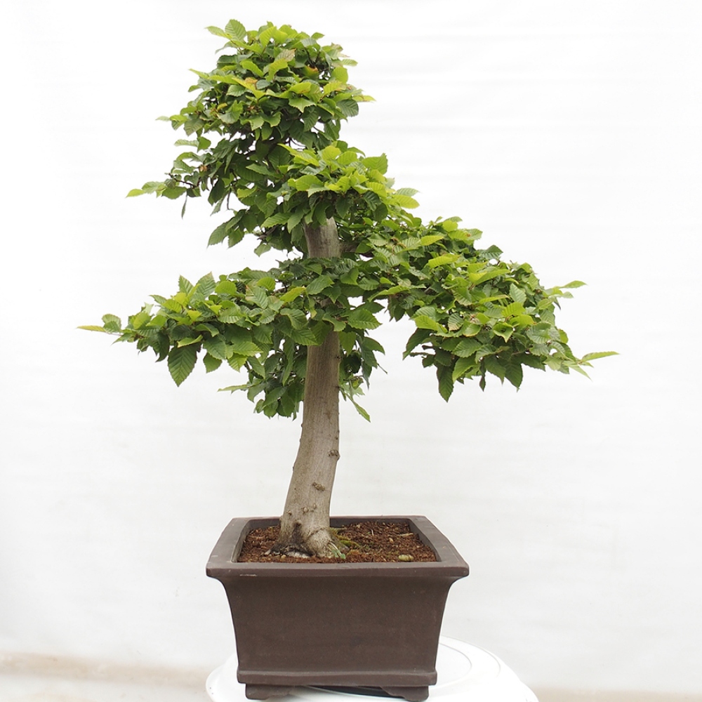 Kültéri bonsai - gyertyán - Carpinus betulus