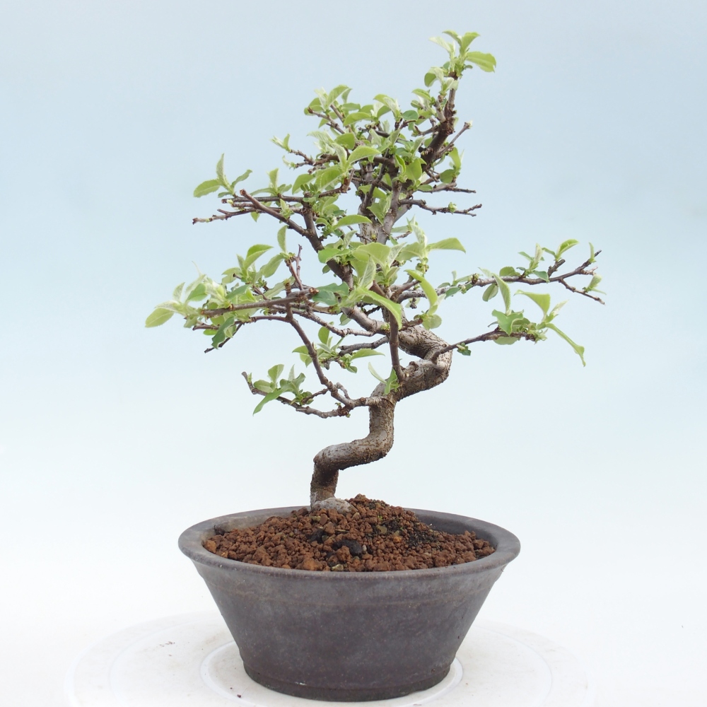 Kültéri bonsai - Chaneomeles chinensis