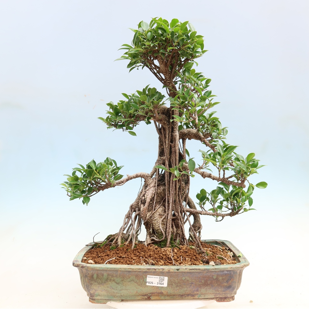 Szobai bonsai - Ficus kimmen - kislevelű fikusz