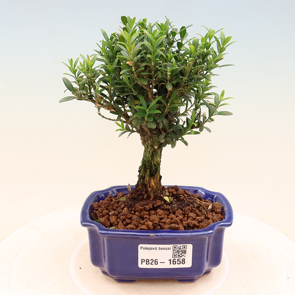 Szobai bonsai - Buxus harlandii - parafa buxus