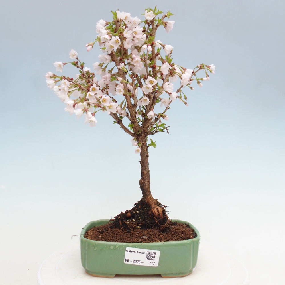 Kültéri bonsai - Prunus incisa Kojou-no mai-Plivon kivágva