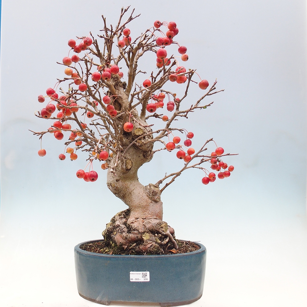 Kültéri bonsai -Malus halliana - Kis gyümölcsű almafa