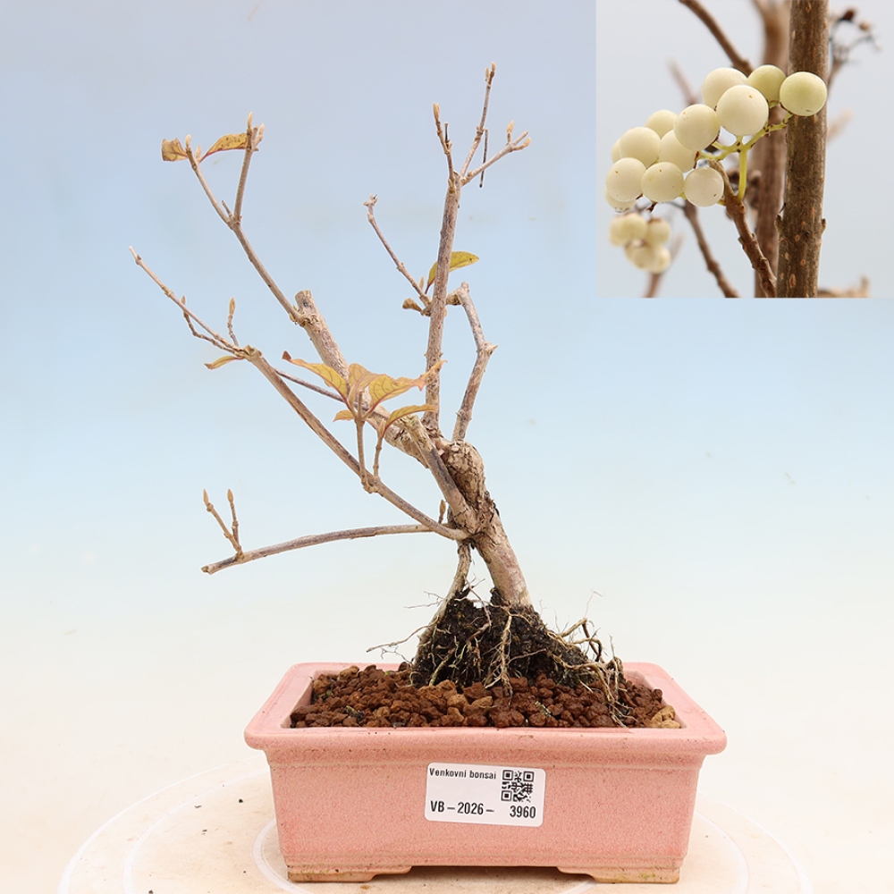 Kültéri bonsai – Callicarpa bodinieri Snowqueen – Gyönyörűtermésű bokor