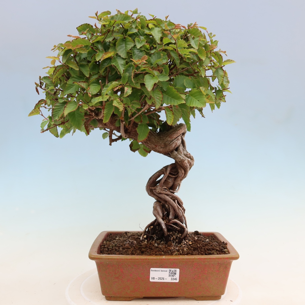 Kültéri bonsai -Carpinus Coreana - Koreai gyertyánfa