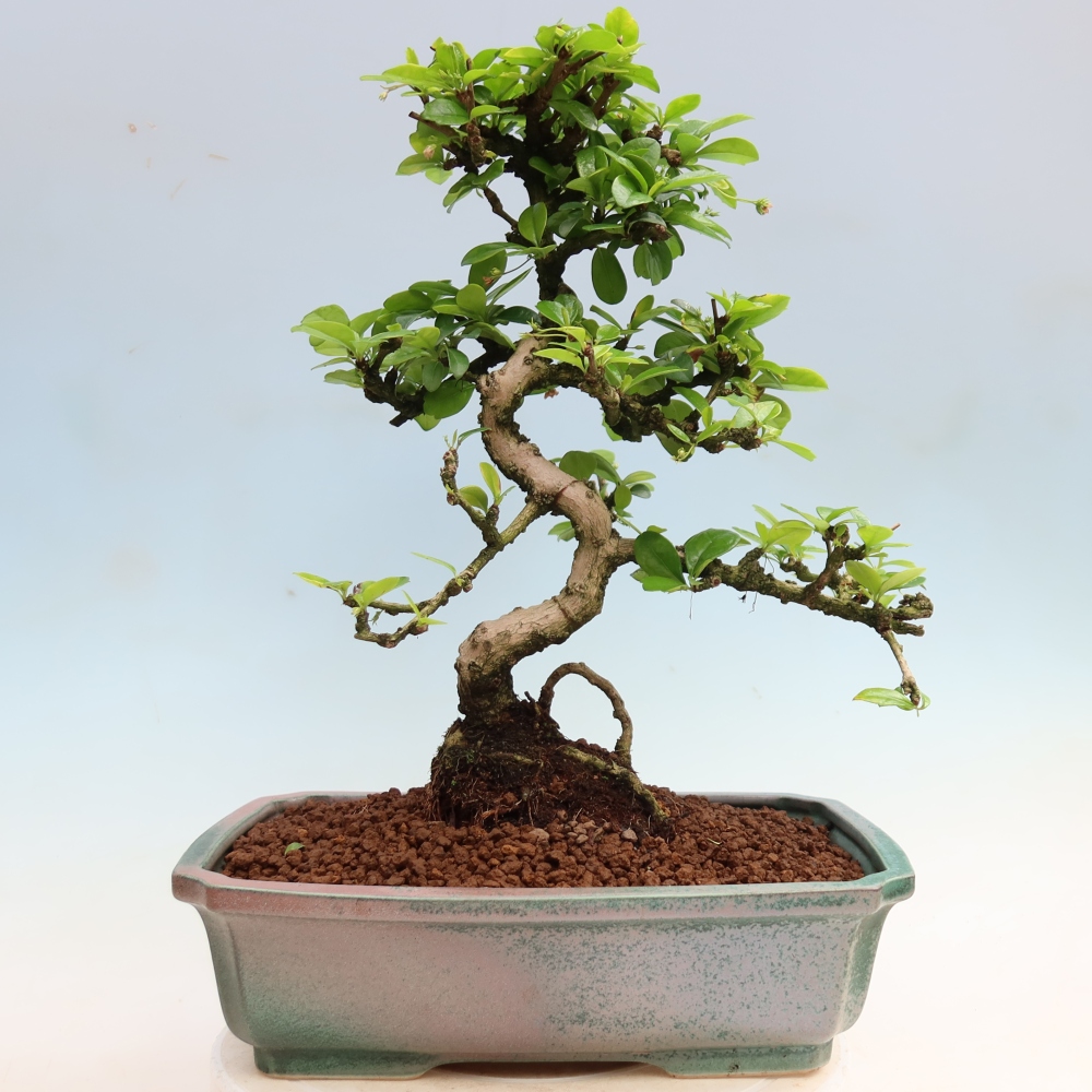 Szobai bonsai - Carmona macrophylla - Tea fuki