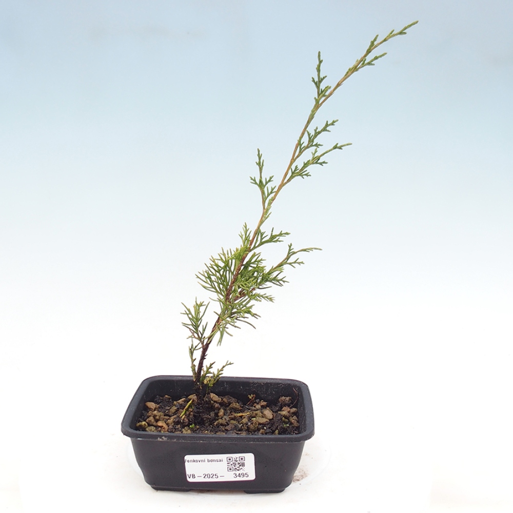 Kültéri bonsai - Juniperus chinensis Itoigawa