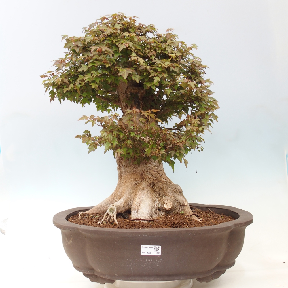 Kültéri bonsai - Acer Buergerianum - Burger juhar
