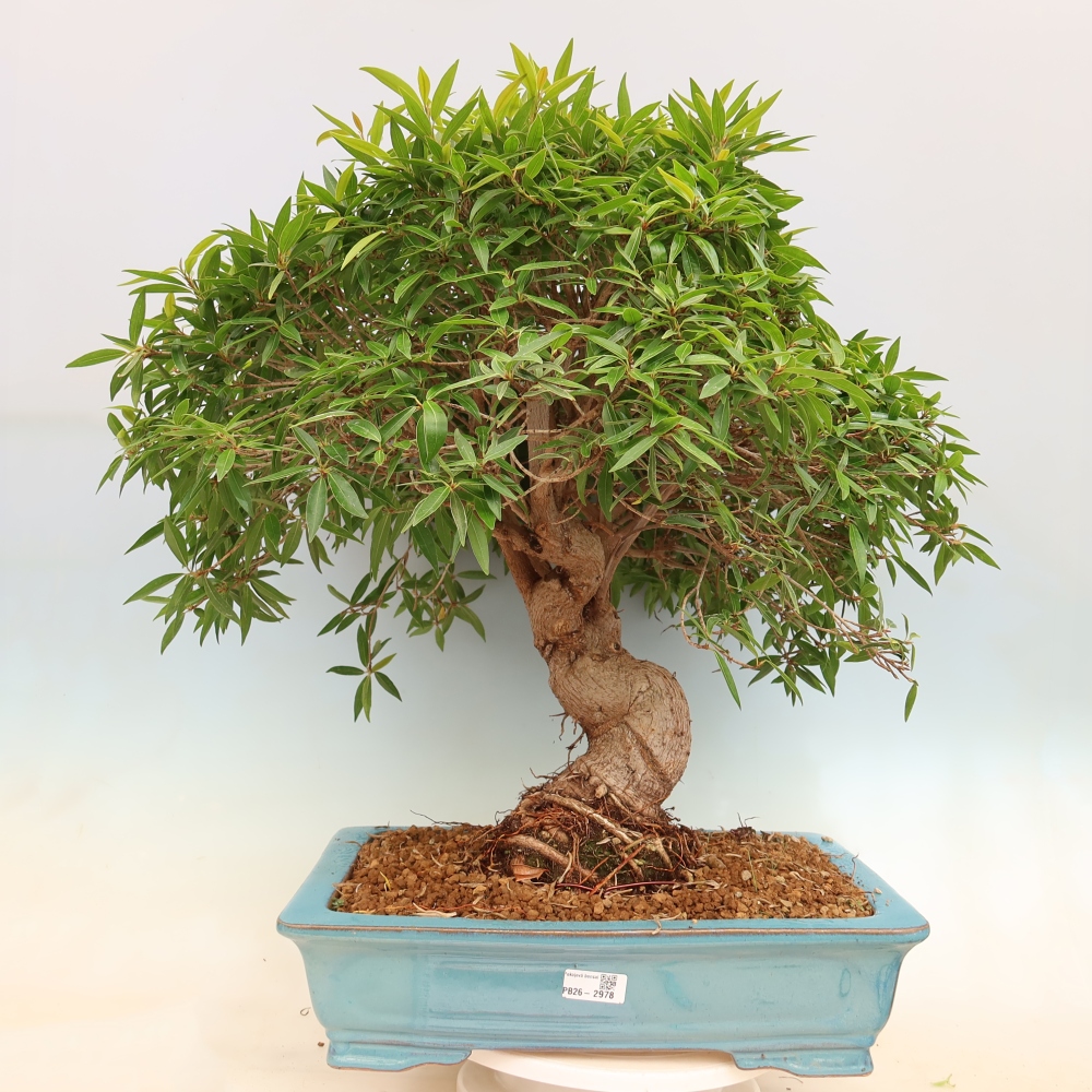 Szobai bonsai - Ficus nerifolia - kislevelű fikusz