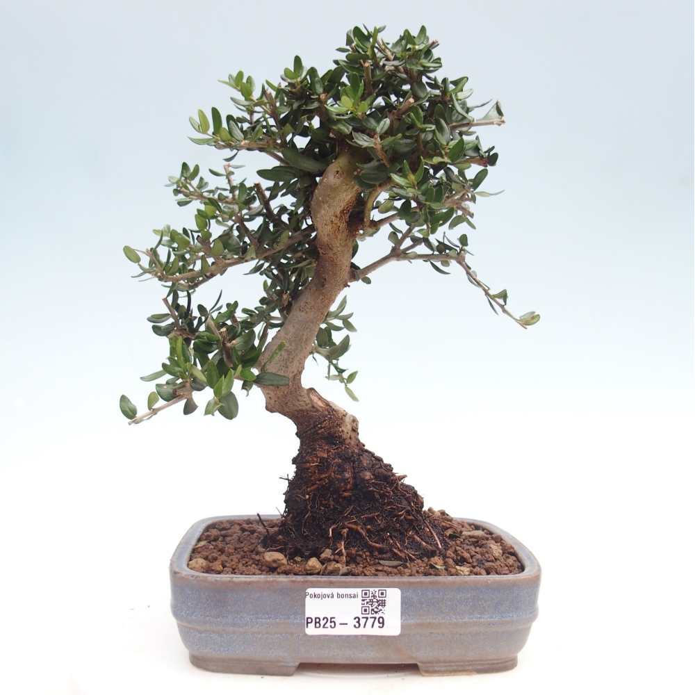 Beltéri bonsai - Olea europaea sylvestris